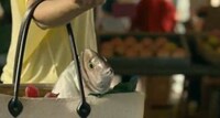 Talking Fish Commercials Image 8