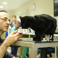 Prosthetic Paws Image 2
