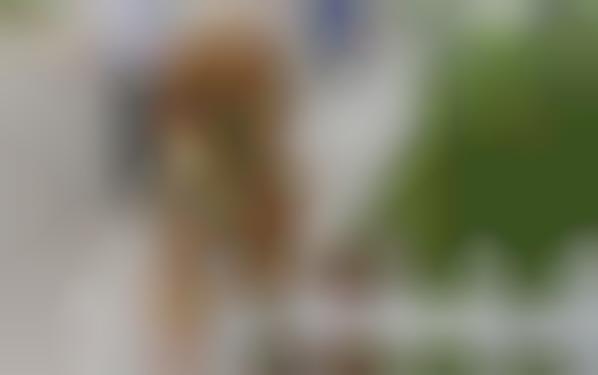 Zoo Animal Imposters (UPDATE)
