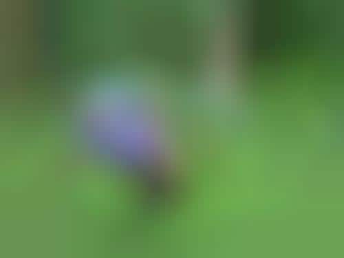 Curing Nature Deficit Disorder