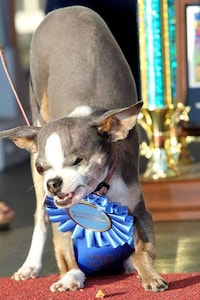 Canine Beauty Queens Image 2