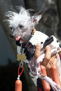 Canine Beauty Queens Image 6