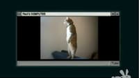 Freaky Feline Obsessions Image 2