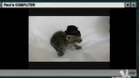 Freaky Feline Obsessions Image 3