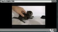 Freaky Feline Obsessions Image 4