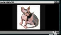 Freaky Feline Obsessions Image 6