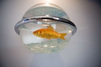 Fishy Hip Hotel Image 2
