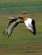 A Great Bustard Laid Eggs in England for the First Time in 175 Years Image 2