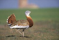 A Great Bustard Laid Eggs in England for the First Time in 175 Years Image 3