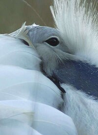 A Great Bustard Laid Eggs in England for the First Time in 175 Years Image 4