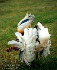 A Great Bustard Laid Eggs in England for the First Time in 175 Years Image 5