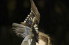 Feather Head Fashion