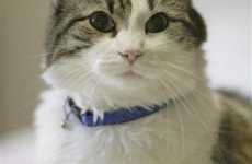 Cats As Nursing Home Staff