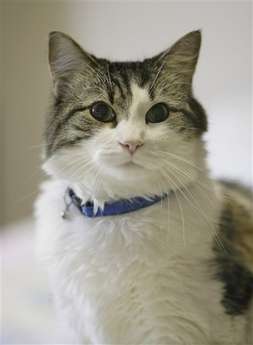 Cats As Nursing Home Staff