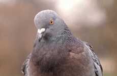 Birth Control Pill For Pigeons