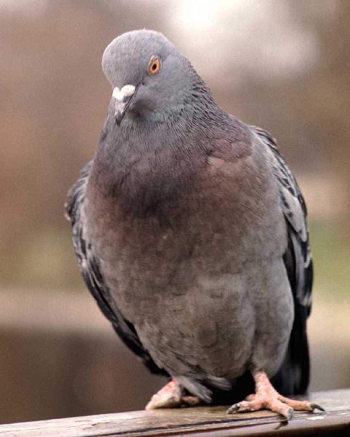 Birth Control Pill For Pigeons
