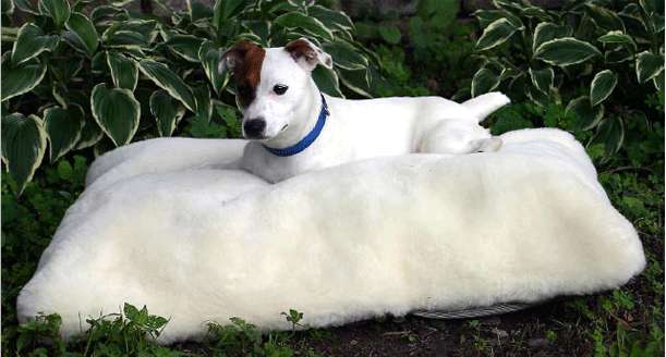 Orthopedic Foam Bed For Spoiled Pooches