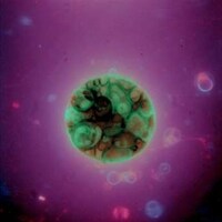 Scientists Say Synthetic Life Is 3-10 Years Away Image 2