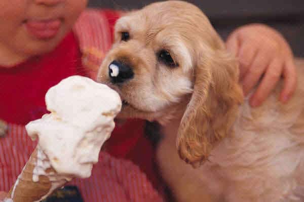 Ice Cream For Dogs