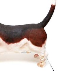Life-Sized Canine Cakes Image 2