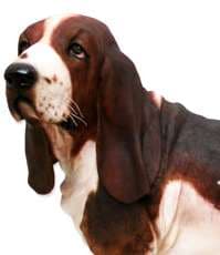 Life-Sized Canine Cakes Image 3