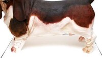 Life-Sized Canine Cakes Image 4