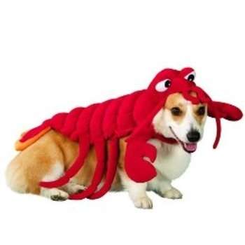 Crustacean Canine Wear