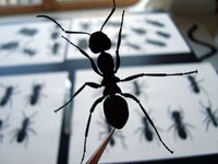 Fake Insect Collectibles Image 3
