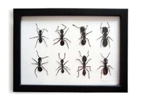 Fake Insect Collectibles Image 4