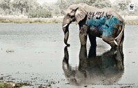 Graffitied Endangered Species