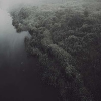 Forlorn Forest Photography Image 2