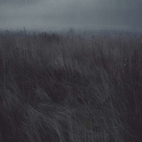 Forlorn Forest Photography Image 5