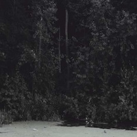 Forlorn Forest Photography Image 6