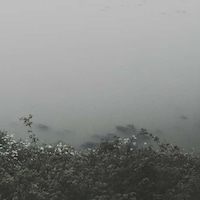 Forlorn Forest Photography Image 7