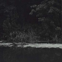 Forlorn Forest Photography Image 8