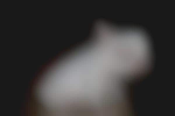 Depressed Pet Photoblogs