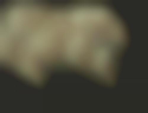 Turbaned Portraits