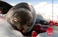 Shocking Cruelty Advertising