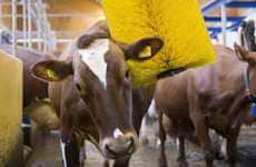 Bovine Massagers