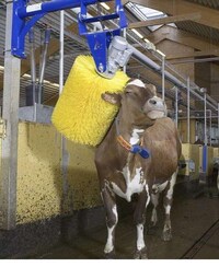 Bovine Massagers Image 2