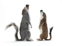 Taxidermy Beer Bottles Image 3