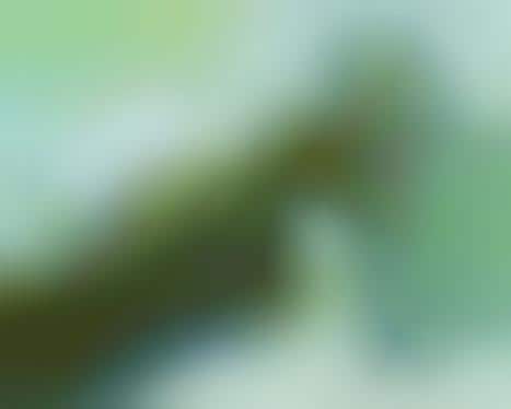 Cabbage Pin-Ups (UPDATE)