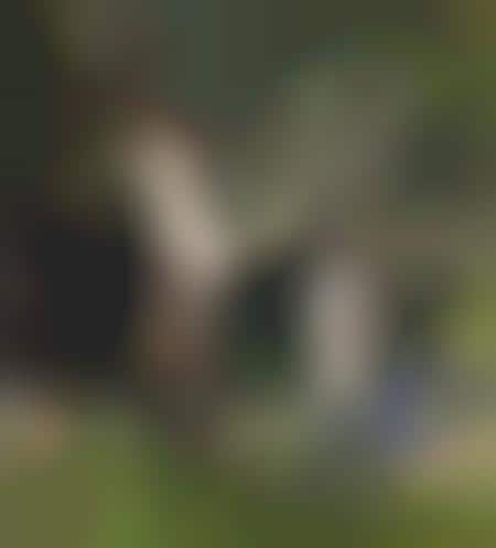 Financial Idiom Stunts