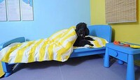 California Canine Retreats Image 4