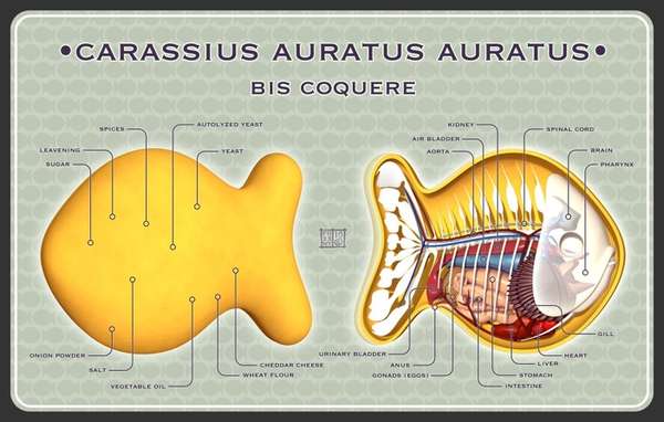 Edible Goldfish Anatomy