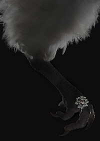 Statement Eyelashes Image 4