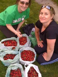 City Fruit-Picking Image 5