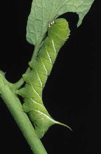 Insect Tech Innovations Image 2
