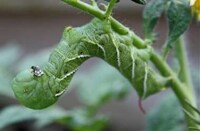 Insect Tech Innovations Image 4