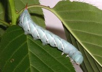 Insect Tech Innovations Image 5